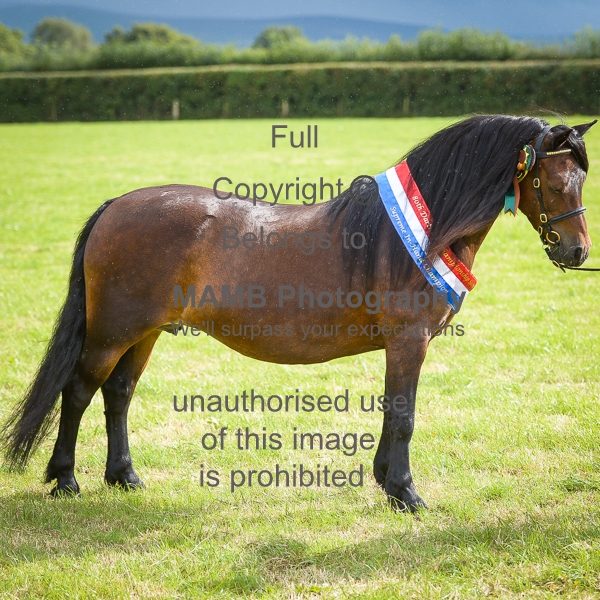 Dartmoor Pony Society Championship 2019 MAMB Photography